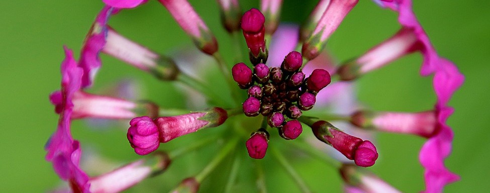 Corona blomst